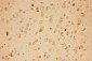 Anti-Hsp90 Alpha Picoband Antibody